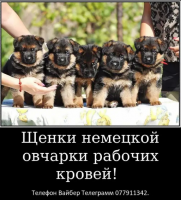 Наши немчурашки уже готовы перейти в ваш дом 