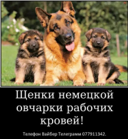 Наши немчурашки уже готовы перейти в ваш дом 