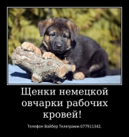 Предлагаем к продаже щенков немецкой овчарки для выставок, разведения, спорта, охраны имущества и просто веселого преданного друга семьи.                                                                               Щенки с богатой шерстью, яркие, крупные
