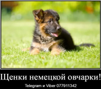 Наши немчурашки уже готовы перейти в ваш дом 