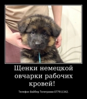 Предлагаем к продаже щенков немецкой овчарки для выставок, разведения, спорта, охраны имущества и просто веселого преданного друга семьи.                                                                               Щенки с богатой шерстью, яркие, крупные
