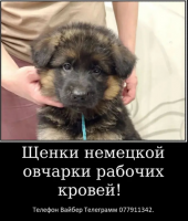 Наши немчурашки уже готовы перейти в ваш дом 