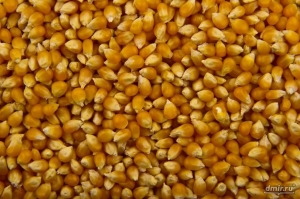 Продам кукурузу и рапс 