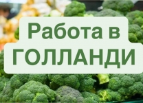  РАБОТА В ГОЛЛАНДИИ. ВЫСОКАЯ ЗП