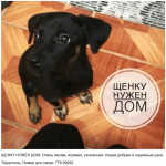 ЩЕНКУ НУЖЕН ДОМ